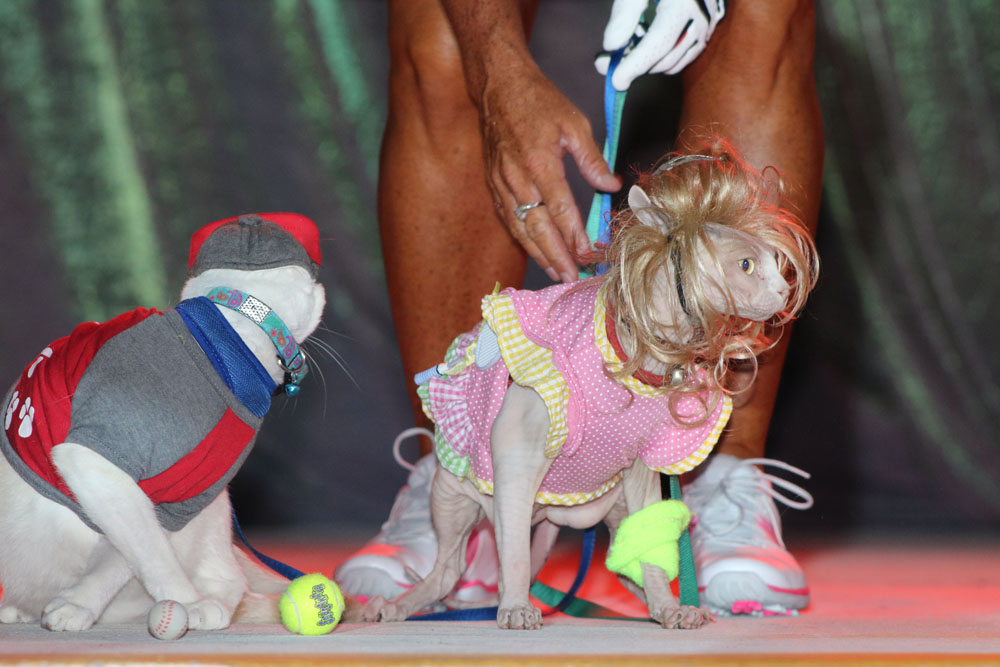 Pet Masquerade 2018 photo - Duval Street, Key West